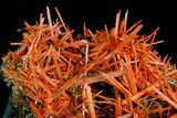 Attractive, Bright Orange Crocoite Crystal Cluster - Tasmania #182742-4